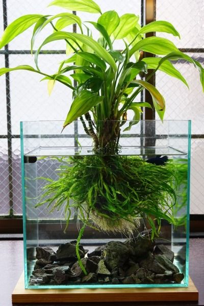 aquaponics | Tumblr Klein Aquarium, Water Terrarium, Tanaman Air, Small Aquarium, Taman Air, Indoor Water Garden, Nano Aquarium, Nature Aquarium, Aquascape Aquarium