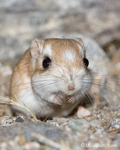 Long Eared Jerboa, Reference Animals, Kangaroo Rat, Anza Borrego, Flying Squirrel, Petting Zoo, Art Theme, Wildlife Photos, Dec 1