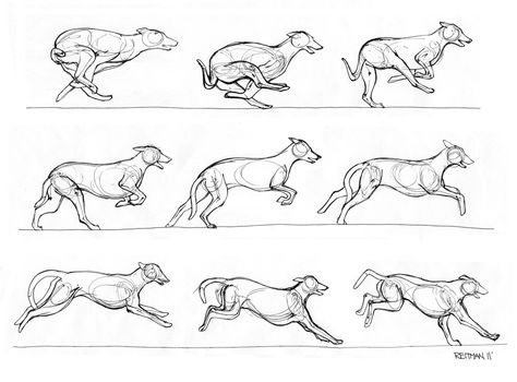 Greyhound running 2 by ~RenegadeStudios on deviantART ✤ || CHARACTER DESIGN REFERENCES | Find more at https://www.facebook.com/CharacterDesignReferences if you're looking for: #line #art #character #design #model #sheet #illustration #expressions #best #concept #animation #drawing #archive #library #reference #anatomy #traditional #draw #development #artist #pose #settei #gestures #how #to #tutorial #conceptart #modelsheet #cartoon || ✤ Greyhound Running, Running Drawing, Figure Studies, Drawing Instructions, Folklore Art, Animal Movement, Run Cycle, Dog Anatomy, Dog Animation