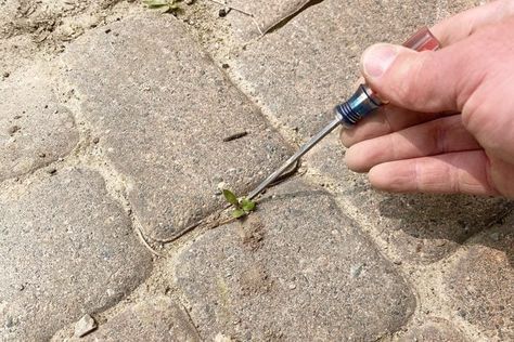 How To Clean Pavers | Family Handyman Pool Pavers, Family Handyman, Florida Home, Garden Patio, Walkway, Florida, Patio, Pool, Canning