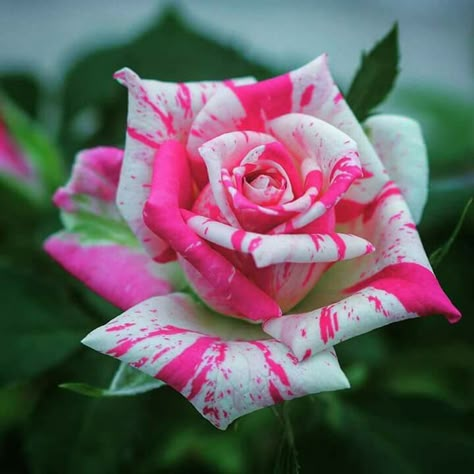 Otra bella rosa bicolor Rose Seeds, Unusual Flowers, Love Roses, Hybrid Tea Roses, Rare Flowers, Pretty Roses, Roses Are Red, Beautiful Rose Flowers, Beautiful Flowers Pictures