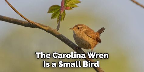 Wren Symbolism, Spirit Animal Meaning, Carolina Wren, Animal Meanings, All The Small Things, Boys Rooms, Power Animal, Your Spirit Animal, Witchy Decor