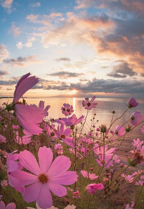 Flores Wallpaper, Cosmos Flowers, Wallpaper Nature Flowers, Pretty Landscapes, Cat Air, Beautiful Nature Wallpaper, 가을 패션, Photo Design, Nature Aesthetic