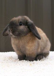 Just Pinned to Animals: Imágenes de Conejos / Rabbits & Bu… | Flickr Flop Eared Rabbit, Brown Lop Bunny, Mini Lop Rabbit Colors, Flop Eared Bunny, Brown Holland Lop, Fuzzy Lop Bunny, Cinnamon Rabbit, Mini Lop Bunny, Cute Brown Bunny