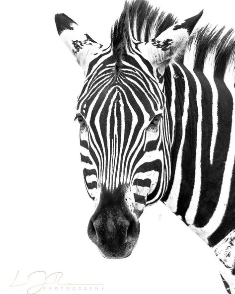 Drip Art, Geometric Animals, Canon Ef, Animal Faces, Black N White, Zoo Animals, Animal Photo, Zebras, African Art