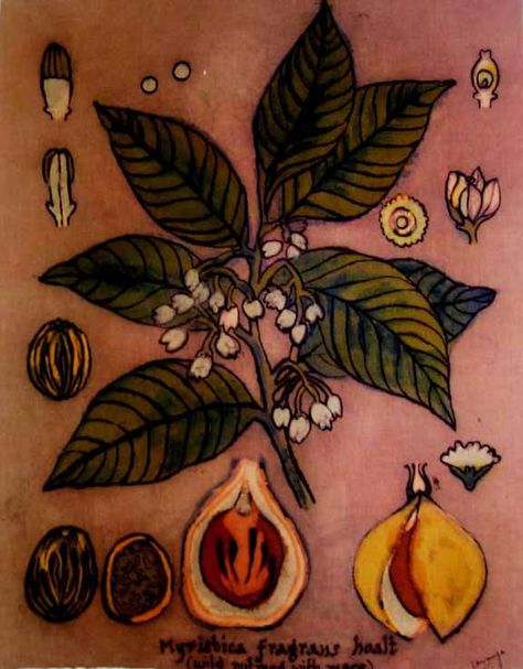 Nutmeg Plant Drawing Nutmeg Tattoo, Nutmeg Plant, Wild Gardening, Plant Drawings, Arcane Trickster, Tattoo Illustration, Plant Drawing, Future Tattoos, All Pictures