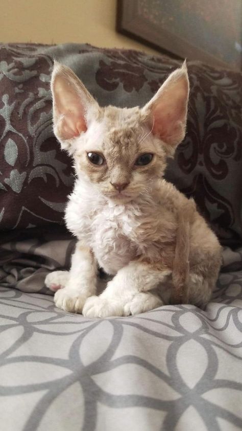 Devon Rex Kittens, Devon Rex Cat, Regard Animal, Devon Rex Cats, Rex Cat, Cats Aesthetic, Devon Rex, Beautiful Cat Breeds, Most Beautiful Cat Breeds