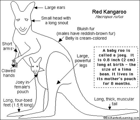 Kangaroo Printout- EnchantedLearning.com Kangaroo Facts, Australia Crafts, Language Development Activities, Unit Studies Homeschool, Red Kangaroo, My Father's World, Australia Animals, Nocturnal Animals, Homeschool Kindergarten