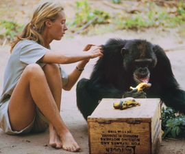 Jane Goodall's lost chapter: Documentary offers new look at Goodall's early work : The Humane Society of the United States National Geographic Archives, Wildlife Rehabilitation, Jane Goodall, Africa Do Sul, Rain Forest, Wildlife Conservation, Wildlife Animals, Zoology, Magazine Photography