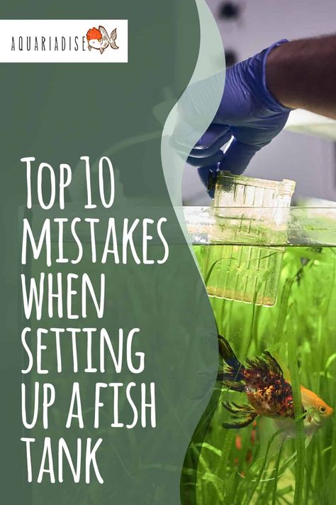 New to the fish keeping hobby? Check out these 10 mistakes that are commonly made when setting up a fish tank. Avoiding these will make your life so much easier in the long run! #fishtank #aquarium #fishkeeping 4 Gallon Fish Tank, Best Fish For Small Tanks, Fish Tank Set Up Freshwater Aquarium, Fresh Water Aquarium Set Up, Betta Fish Aquarium Ideas, Fish Tank Set Up Ideas, 30 Gallon Fish Tank Ideas, 75 Gallon Aquarium Ideas, Fish Tank Set Up