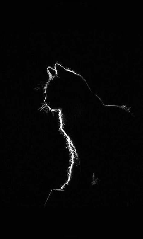 Black Cat Drawing, Cat Shadow, Black Paper Drawing, Cute Animal Drawings Kawaii, Drawing Cat, Dramatic Lighting, Black Wallpaper Iphone, Cat Photography