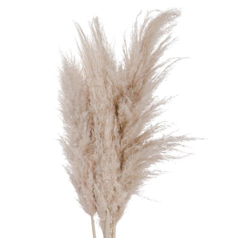 Dried Pampas, Beautiful Houses Interior, Hill Interiors, Stoneware Vase, Home Team, The Cream, Faux Plants, Pampas Grass, Faux Flowers