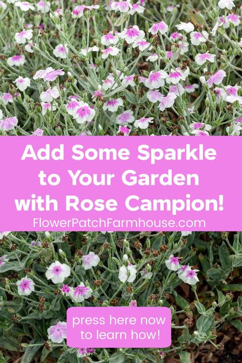 These easy to grow perennials are perfect for beginner gardeners or those wanting easy care. Tough, drought tolerant, and easy to grow Rose Campion can't be beat for adding a burst of color to your cottage garden. They easily reseed for years of color and little maintenance. Try growing some today! Rose Campion Plant, Rose Campion, Stachys Byzantina, Easy Perennials, Backyard Gardens, Plant Zones, Annual Flowers, Home Landscaping, Flower Patch