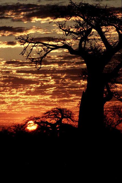 Zimbabwe Sunset Beautiful Moon Night, Zimbabwe Harare, Travelling Africa, Bush Quotes, Africa Sunset, Zimbabwe Africa, Fiery Sunset, Night Nature, African Sunset