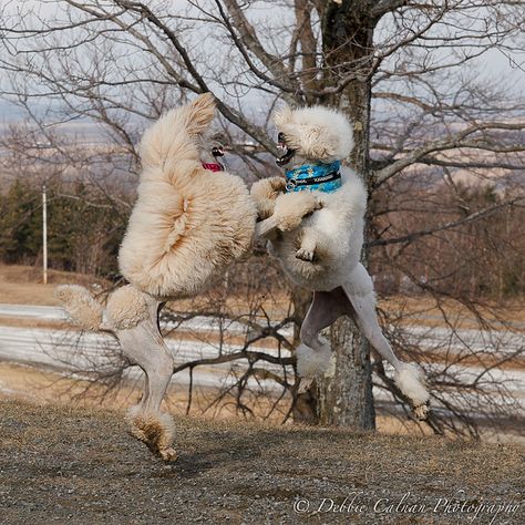 chest bumping poodles Anjing Poodle, Poodle Party, Poodle Hair, Poodle Puppy Standard, Poodle Cuts, Foo Foo, Pitt Bull, Poodle Grooming, Foo Dogs