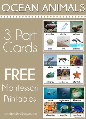 Free Ocean Animals Montessori Printables Nomenclature 3 Part Cards from 1+1+1=1 Turtle Cards, Ocean Theme Preschool, Montessori Science, Montessori Printables, Ocean Unit, Montessori Lessons, Ocean Activities, Montessori Preschool, Montessori Education