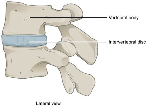 Intervertebral disc definition and function, structure and how it work in human body. the most common conditions and injuries. explained simply Trapped Nerve, Joints Anatomy, Cervical Disc, Lumbar Disc, Referred Pain, Intervertebral Disc, Disk Herniation, Magnetic Resonance Imaging, Body Joints