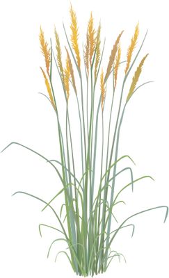 Sorghastrum nutans (Indian Grass) Illustration of Sorghastrum nutans (Indian Grass) symbol,vector,illustration,Indian,grass,bunchgrass,perennial,graminoid,tallgrass,prairie,North,America,plant,vascular,Magnoliophyta,angiosperm,flowering,Liliopsida,monocot,Commelinidae,Cyperales,Poaceae,Sorghastrum,nutans Landscaping Perennials, Perennials Low Maintenance, Perennials Flowers, Blooming Perennials, Shrubs For Landscaping, Grass Illustration, Long Blooming Perennials, Grass Painting, Piskel Art