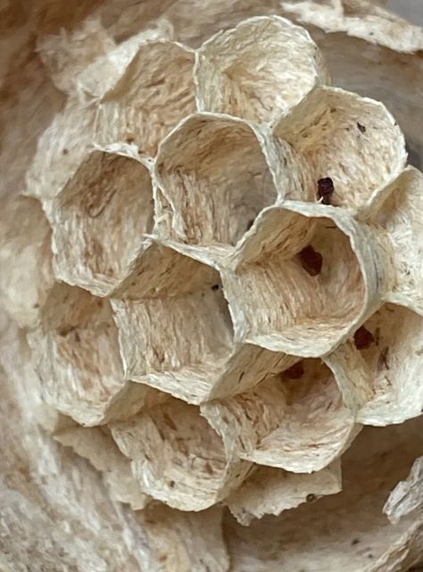 Wasp Nest, Foto G. Denecke Wasp Nest, Artsy Style, Group Gifts, Event Gifts, Love To Shop, Wasp, Animal Sculptures, Bee Hive, Photography Inspiration