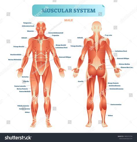 Male muscular system, full anatomical body diagram with muscle scheme, vector illustration educational poster. Fitness health care information.body#anatomical#muscle#diagram Muscular System Labeled, Female Muscular, Human Body Diagram, Human Muscular System, Muscle Diagram, Muscle System, Body Diagram, Basic Anatomy And Physiology, Female Reproductive System