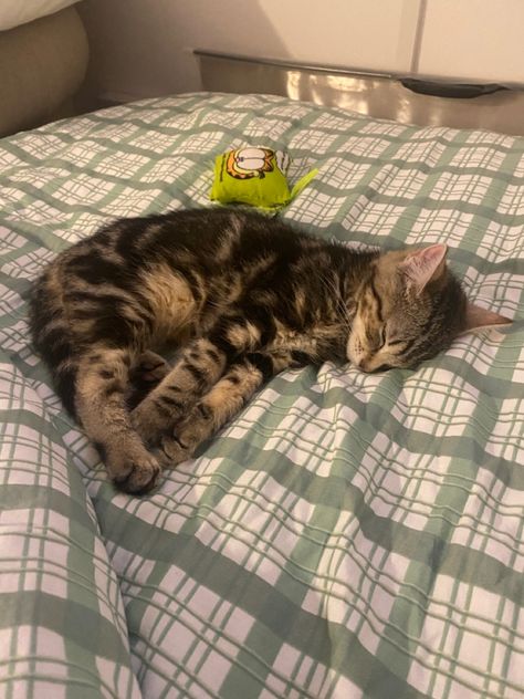 My tabby cat Celine cosy in bed - domestic short hair kitten Torbie Cat Short Hair, Brown Tabby Kitten, Short Hair Kitten, Domestic Shorthair Cat, Short Hair Brown, Brown Tabby Cat, Brown Kitten, Maned Wolf, Cute Small Animals