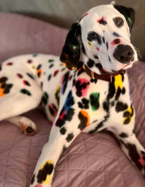 Creative Grooming Dogs, Pink Dalmatian, Dog Hair Dye, Creative Dog Grooming, Rainbow Animals, Dog Grooming Styles, Creative Grooming, Grooming Ideas, English Room