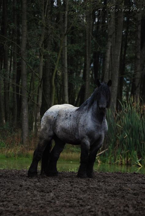 Belgian draft horse Mamrot, photo by Asia Borowska Brabant Horse, Belgian Draft, Belgian Draft Horse, Belgian Horse, Draft Horse, Big Horses, Types Of Horses, Work Horses, Draft Horses