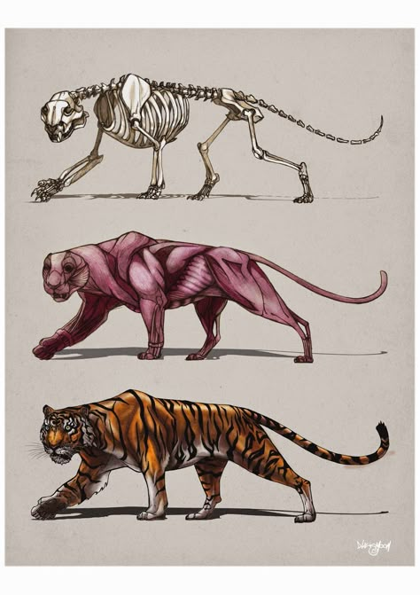 Tiger Anatomy, Lion Anatomy, Feline Anatomy, Cat Anatomy, Animal Skeletons, Animal Anatomy, Cat Reference, Animal Study, Anatomy Sketches