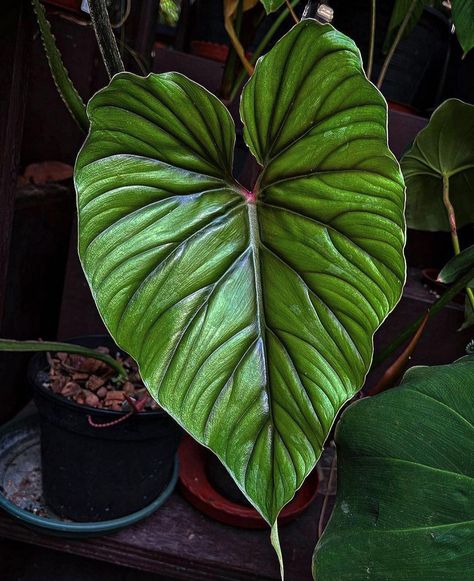 Philodendron plowmanii 'dark form' Philodendron Plowmanii, Plant Shop Ideas, Aroid Plant, Cute Plants, Plant Room Ideas, Home Decor Plants, Jungle House, Philodendron Plant, Plant Wishlist