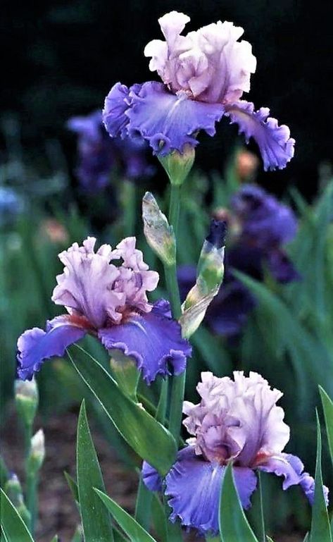 Iris Art, Iris Garden, Garden Help, Wildflower Garden, Purple Iris, Purple Orchids, Flower Therapy, Beautiful Flowers Wallpapers, Iris Flowers