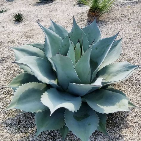 3 Popular Large Succulents You Don’t Have https://succulentcity.com/popular-large-succulents/ Large Succulent Garden, Desert Succulents, Large Succulents Garden Outdoor, Large Succulents, Large Succulent Planter, Large Agave Landscaping, Giant Succulents, Fox Tail Agave Landscape, Artichoke Agave