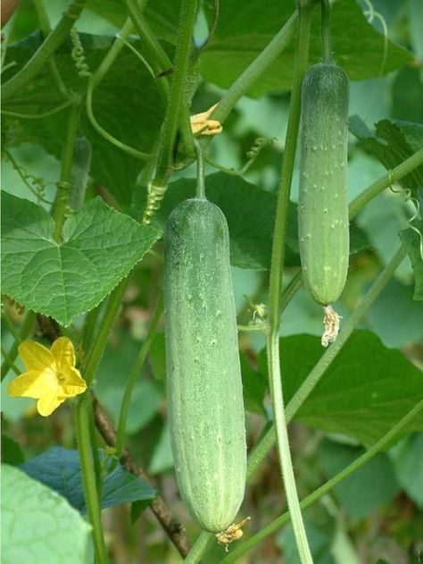 Cucumber Health Benefits, Cucumber Varieties, Farming Guide, Cucumber Benefits, Cucumber Canning, Lemon Cucumber, Cucumber Plant, Cucumber Seeds, Seed Shop