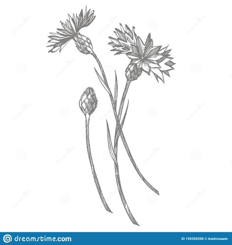 Blue Cornflower Herb Or Bachelor Button Flower Bouquet Isolated On White Background. Set Of Drawing Cornflowers, Floral Stock Vector - Illustration of bachelorsbutton, blooming: 159350390 Bachelor Button Flower, Bachelor Button Flowers, Visual Library, Bachelor Buttons, Blue Cornflower, Bouquet Flower, Flower White, Floral Elements, Botanical Drawings