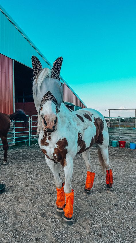 Rodeo Horses Barrels, Aqha Horses, Horse Photography Poses, Horse Quotes Funny, Ranch Riding, Barrel Racing Saddles, Dream Horse Barns, Beautiful Horses Photography, Cute Horse Pictures