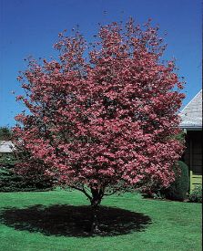 Cherokee Chief Red Flowering Dogwood Red Barron, Flowering Crabapple Tree, Flowering Crabapple, Shrubs For Landscaping, Cheyenne Wyoming, Crabapple Tree, Dogwood Trees, Tree Pruning, Blooming Trees