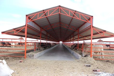 Cattle Barn Designs, Cow Shed Design, Show Cattle Barn, Cattle Housing, Cattle Facility, Cattle Corrals, Livestock Barn, Cattle Barn, Cow Shed