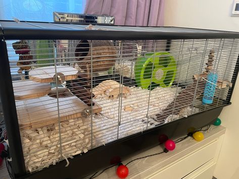 the cage is 100x50x50cm (savic plaza) Savic Plaza Hamster Cage Ideas, Savic Plaza Hamster Cage, Hamster Cage Setup, Mouse Enclosure, Hamster Enclosure, Hamster Cage Ideas, Hamster Ideas, Mouse Cage, Hamsters As Pets