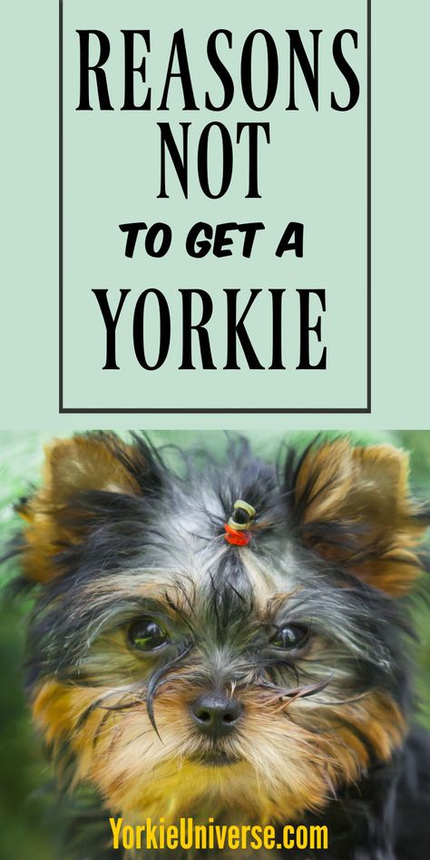 Beanie Babies Worth Money, Dog House Inside, Yorkie Training, Beanie Babies Worth, Yorkie Clothes, Yorkshire Dog, Yorkie Puppies, Yorkie Terrier, Yorkie Lovers