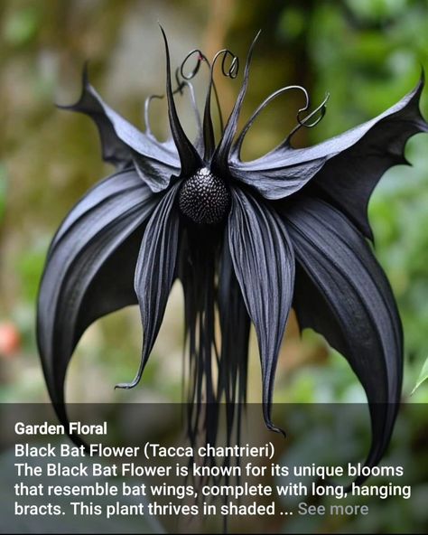 One of my favorite humans sent me this, and I'm in love 🖤🖤🖤 #prettyflowers @surlysob Black Bat Flower, Hades God, Bat Flower, Dark Garden, Goth Garden, Gothic Garden, Fairy Garden Designs, Black Garden, Unusual Flowers