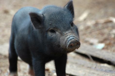 Miniature Pigs, Micro Pigs, Black Pig, Teacup Pigs, Pig Pictures, Pot Belly Pigs, Cute Piglets, Mini Pigs, Cute Piggies