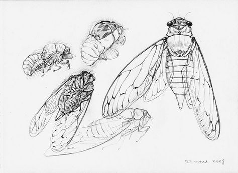 cicada 08 Cicada Art, Insect Anatomy, Cool Insects, A4 Paper, Printmaking, Global Community, Bugs, Insects, Butterflies