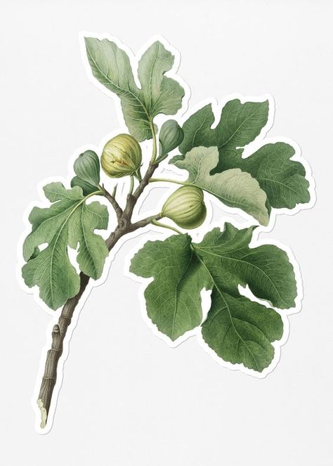 Fig Branch Illustration, Fig Tree Branch, Fig Images, Fig Illustration, Fig Branch, Fig Drawing, Spooky Garden, Branch Illustration, Flor Tattoo