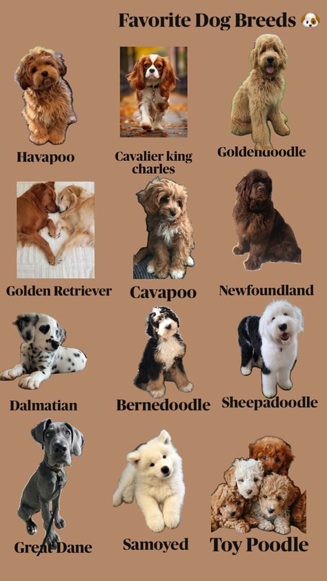 Types Of Small Dogs, Type Of Dogs, Types Of Dogs Breeds, Smartest Dog Breeds, Behavior Tips, Dog Breeds List, Uniform Outfits, Helpful Things, Smart Dog