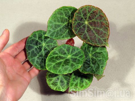 Begonia gogoensis Begonia Goegoensis, Wishlist Plants, Green Bubble, Terrarium Plants, Plant Painting, Ornamental Plants, Save The World, Foliage Plants, Plant Collection