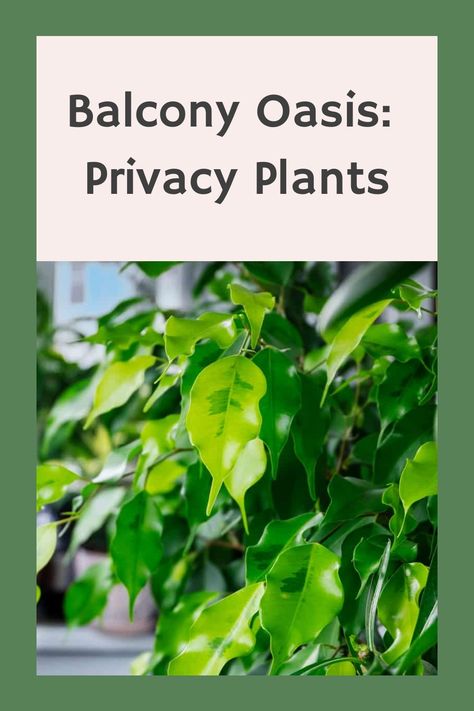 Balcony Oasis: Privacy Plants Tall Plants For Privacy, Balcony Privacy Plants, Plants For Balcony, Plants For Privacy, Balcony Oasis, Arborvitae Tree, Italian Cypress, Weeping Fig, Balcony Privacy