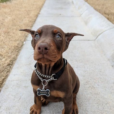 Baby Doberman Puppies, Baby Doberman, Perro Doberman Pinscher, Personal Protection Dog, Doberman Puppies, Doberman Pinscher Puppy, Aggressive Animals, Puppies Near Me, Doberman Love