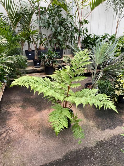 The large feathery fronds on the Australian Tree Fern are stunning. Australian Tree Fern, Australian Trees, Tree Fern, Plants