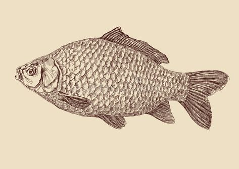 Carp fish drawing vector illustration. Carp fish vintage drawing vector illustra #Sponsored , #AFFILIATE, #sponsored, #fish, #vintage, #illustra, #drawing Carp Fish Drawing, Flat Fish, Fish Drawing, Carp Fish, Fish Stock, Lion Fish, Fish Illustration, Drawing Vector, Fish Drawings