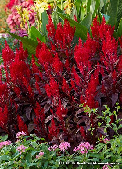 Celosia Flower, Asian Garden, Front Yard Garden Design, Leafy Plants, Garden Help, Veg Garden, Pansies Flowers, Flower Landscape, Garden Gate