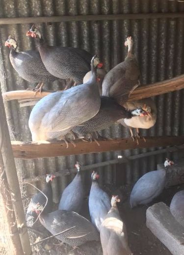 Guinea Hens Coop Ideas, Guinea Fowl Coop Ideas, Guinea Fowl Coop, Funny Chicken Coop, Pet Chickens Breeds, Chickens Breeds, Chicken Backyard, Herbs For Chickens, Funny Pet Costumes